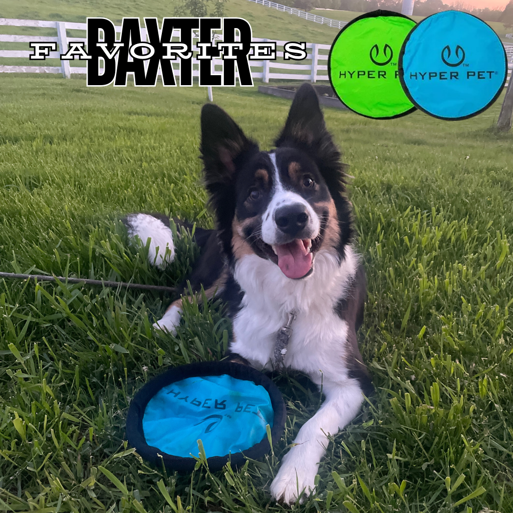 Border Collie Baxter